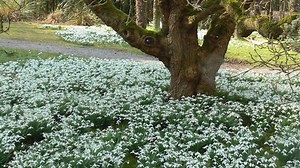 Our snowdrop walks start tomorrow at 11am! Come and discover the Garden’s delightful collection of specialist snowdrops and see other early flowering plants that herald the onset of spring. Our guided walks take place each Friday, Saturday and Sunday from 17 February to 12 March, at 11am. Tickets cost £6. | Royal Botanic Garden Edinburgh
