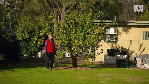 Pruning Lemon Trees - Gardening Australia