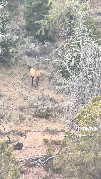 Unit 41 was on fire this year! Reach out to us to book your 2025 hunt while we still have availability! #wyomingbulls#wyomingelkhunting#elkhunting#archeryhunting#riflehunting