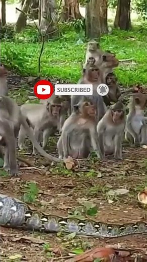 Monkey vs Giant Python – Brutal Ending!#PythonVsMonkey #wildlifeshorts #predatorvsprey