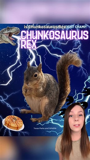 jenn 💜 good news & fun stories 🥰 on Instagram: "A fat squirrel named Chunkosaurus Rex just won Texas’ first Fat Squirrel Week, narrowly beating Chunk Norris. 🐿️ Inspired by Fat Bear Week, the competition featured standouts like Nutella, Stanley, and Nutty Crockett. 🌰 📸 Texas Parks and Wildlife / Katmai Conservancy / Getty #squirrels #texasfatsquirrel #fatsquirrel #animals #goodnews #texas"