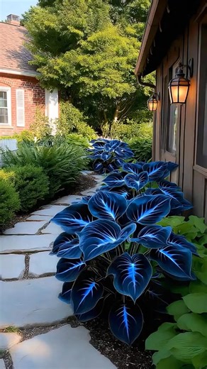 🌌 Blue Flame Hostas – Unreal, Yet 100% Real! 🌿✨ 🔥 At first glance, people think it’s Photoshop. But this rare Blue Flame Hosta actually glows with electric-blue veins across deep black leaves. A living masterpiece that turns any garden into a work of art. 🔥 ✅ Neon-like blue glow – eye-catching day and night ✅ Thrives in shade where most plants won’t grow ✅ Perennial & cold-hardy – keeps coming back year after year ✅ Low-maintenance – beauty with almost zero effort ⚡ Extremely limited supply 