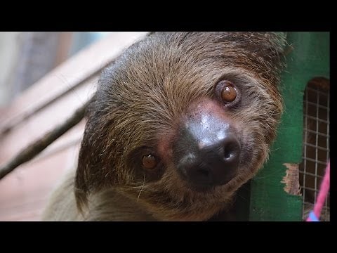 How do you make a sloth smile?