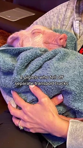 755K views · 82K reactions | These animals all began their new lives in sanctuary in 2022 thanks to your support of The Gentle Barn ❤️ | The Gentle Barn | Facebook