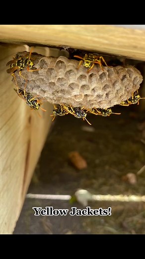 Yellow Jacket Hive Treatment Under Concrete Step
