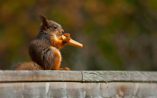 Natural Methods to Rid Your Yard of Squirrels
