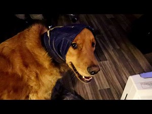 Cute Golden Retriever reaction to a Vet Trip and wearing No Flap Ear Wrap