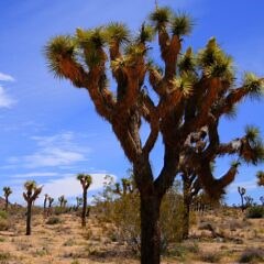 ユッカ・ブレビフォリア（ジョシュアツリー）｜Yucca brevifolia（Joshua Tree）