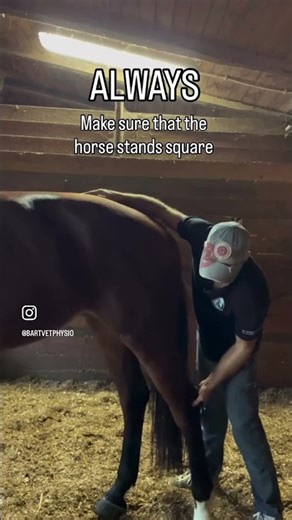 How I actually crack a horse's back 🔊⚡️ #horse #backcrack #asmr #satisfying #equinephysio #shorts