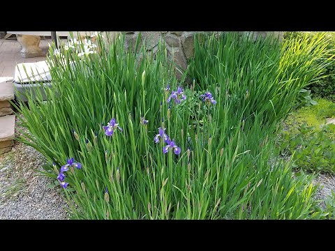 How to Plant Siberian Irises