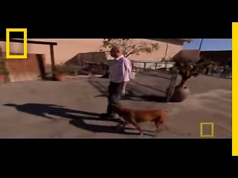 Man vs. Dog | National Geographic