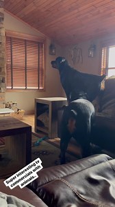 75K views · 887 reactions | Dog tv… those VRBO commercials get them everytime.. | Holley&Tuner the Rotties | Facebook