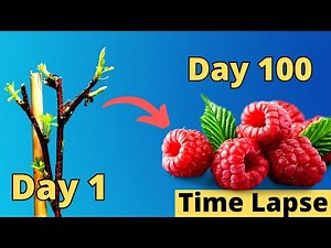 Satisfying RASPBERRY Fruiting TIME LAPSE (Stem - Fruit in 100 DAYS)
