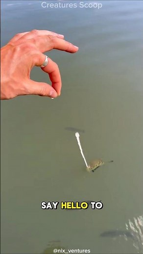 Archerfish: Nature’s Water Gun Sniper!