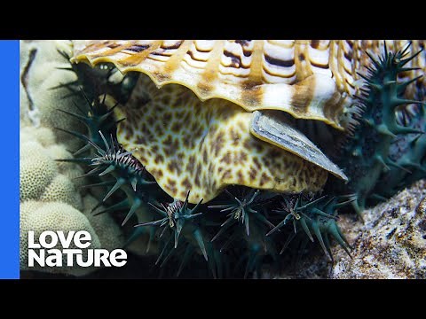 Giant Sea Snail Hunting Crown-of-thorns Starfish