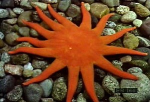 Echinoderm species, invertebrate marine life | Britannica