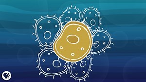How Did Cells Evolve into Multicellular Organisms? | Videos
