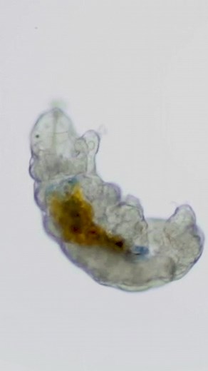 97K views · 550 reactions | There’s a microscopic alien world right here on Earth — here’s what it looks like: #ArielWaldman #Antarctica #Science | TED | Facebook