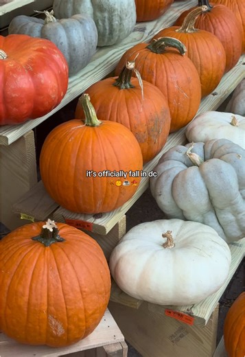 Cozy Fall Activities in Washington DC