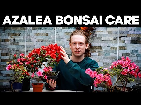 Azalea Bonsai Trees🌸Deadheading, Pruning & Repotting