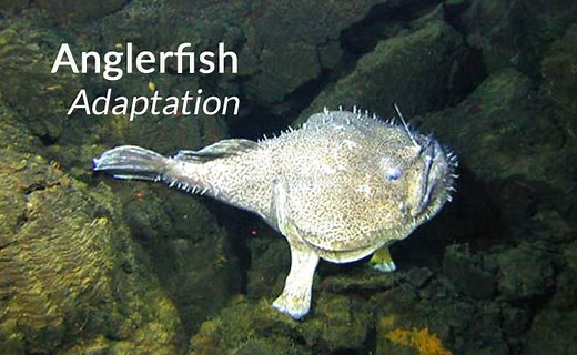 17 Anglerfish Adaptations Facts: How Do Angler Fish Survive? - SeaFish