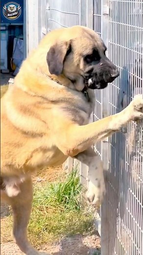 Kangal Aggression Explained: The Truth About the World’s Strongest Dog