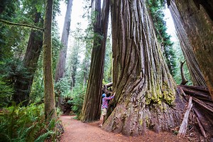 Take A Stroll Through Oregon's Gorgeous Giant Redwood Trees