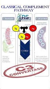 Classical Complement Pathway: Quick Revision