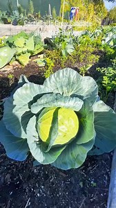 129K views · 6.1K reactions | ✨ Did you know that leaving the stem...