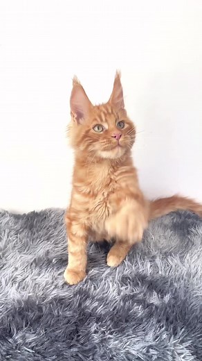 Mainecoon_Soarcoonie on TikTok