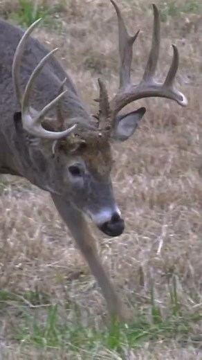 Big Buck SNORT WHEEZE