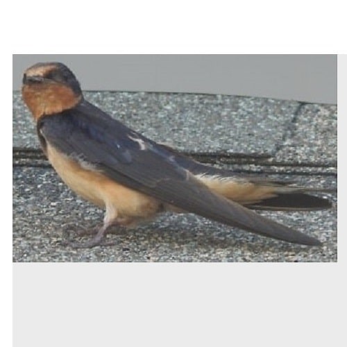 Exploring the Barn Swallow Habits, Migration, Nesting, Diet