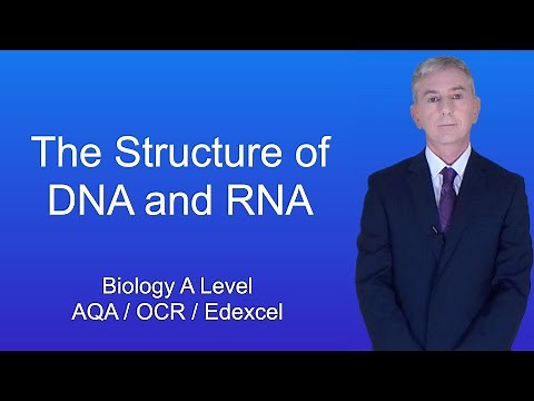 A Level Biology Revision "The Structure of DNA and RNA"