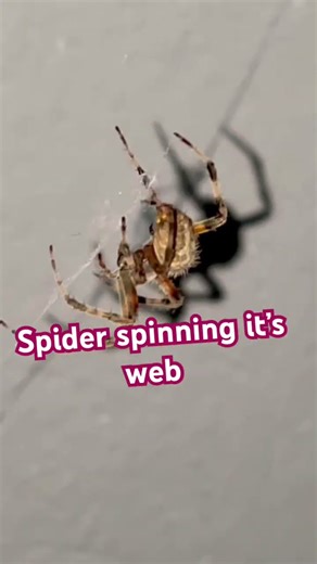 spider spinning it’s web