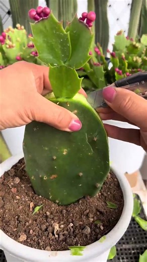 Cactus Grafting Tutorial 🌵 Easy Steps to Create Unique Hybrid Cacti