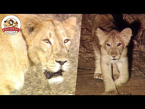 【アフリカ以外で唯一】インドの密林に潜むライオンたちが絶滅の危機!?残された約200頭インドライオン家族の記録【どうぶつ奇想天外／WAKUWAKU】