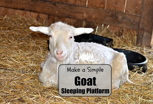 Build a Goat Sleeping Platform