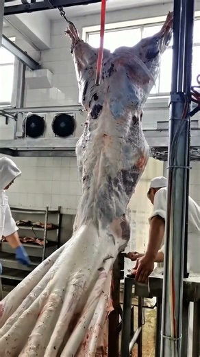 Giant Whole Cow Skinless - Professional Butcher Skills