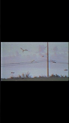 Real Dragons Caught On Camera & Spotted In Real Life 2021 | Building Six Archive VIDEO ONE