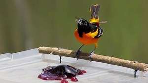 31K views · 228 reactions | Identify different birds in Kentucky and learn about tips and tricks of how to attract them to your yard. | Tim Farmer's Country Kitchen | Facebook