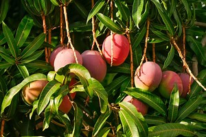 Common Mango Tree Diseases and How to Manage Them | LoveToKnow