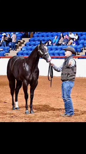 2022 AQHA & APHA Regular Registry Stallion ZR BIG INTENTIONS sired by “MR BIG” KIDS COOL CRUISIN out INTENTIONAL STAR World Show Class Winner and Full Sister to 10X World Champion INTENSIONS. MOJO is as quiet and sweet natured as they come. He is nh and negative on the rest carries Frame Overo Gene. Currently in Texas at Holman Halter Horses will be going home to Southwest Missouri soon. Pm for more info Official American Paint Horse Association American Quarter Horse Association #apha #aqha #St