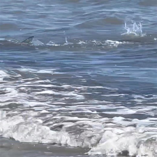 Just a few sharks along the beach. 😳🦈 #huntingisland #bftseaislands #beaufortsc | Explore Hunting Island