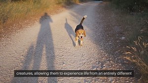 Animal Simulation Video Games