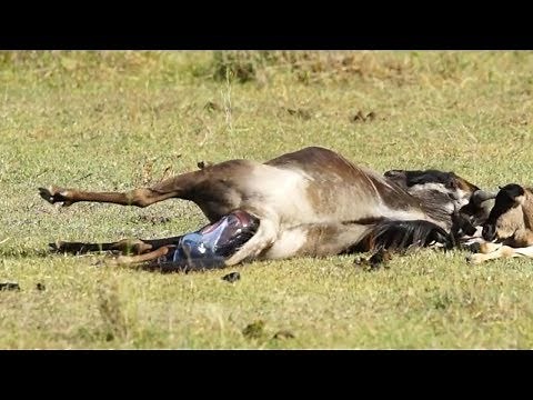 Amazing Wildebeest Giving Birth - Rare moments in nature