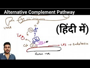 Complement Activation || Alternative pathway || Immunology