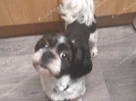 4 Lhasa Apso Puppies Boys Available