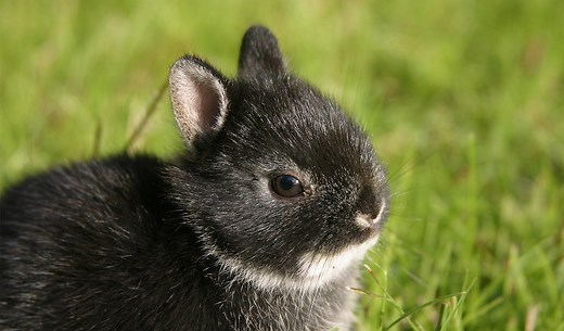 Dwarf Rabbits - A Complete Guide To The Smallest Bunny Breeds