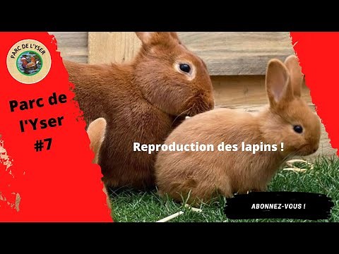 REPRODUCTION DES LAPINS