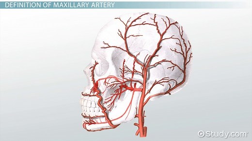 Maxillary Artery Anatomy, Branches & Function